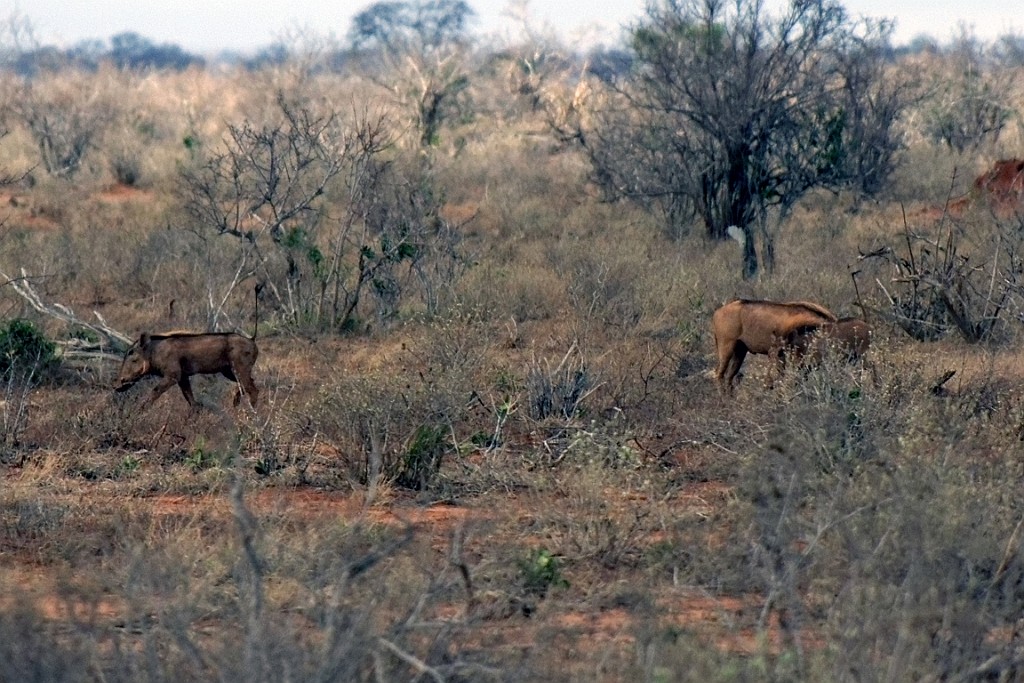 Kenia (330).jpg